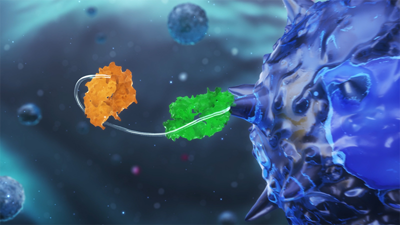 movie: Bispecific antibody (T cell engager)