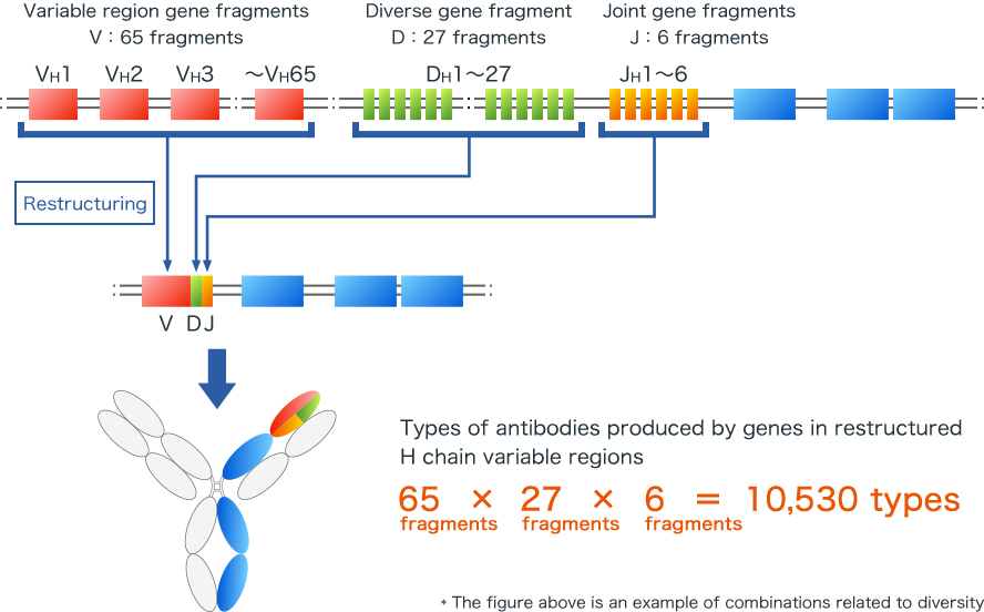 weerstand Materialisme afstand Diversity of antibodies - Kyowa Kirin