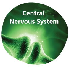 Central Nervous System