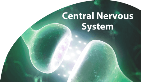 Central Nervous System