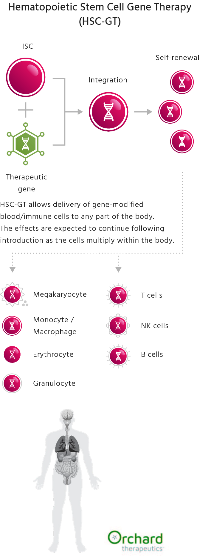 Hematopoietic Stem Cell Gene Therapy (HSC-GT) (HSC＋Therapeutic gene → Integration → Self-renewal → Monocyte / Macrophage / Granulocyte / T cells / B cells / NK cells / Megakaryocyte / Erythrocyte)
