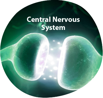 Central Nervous System