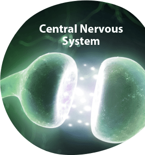 Central Nervous System