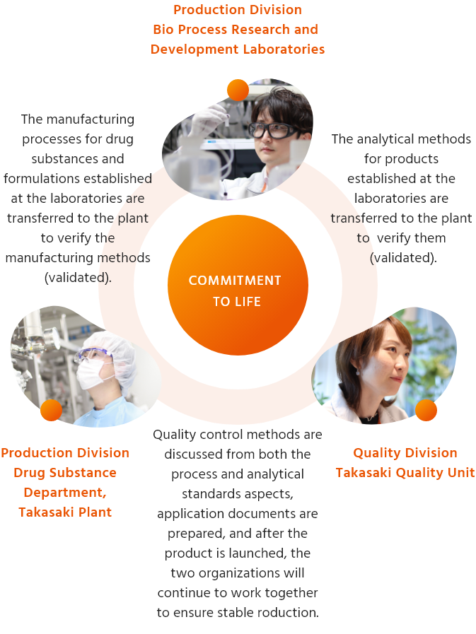Production Division Bio Process Research and Development Laboratories / The analytical methods for products established at the laboratories are transferred to the plant to verify them (validated). → Quality Division Takasaki Quality Unit / Quality control methods are discussed from both the process and analytical standards aspects, application documents are prepared, and after the product is launched, the two organizations will continue to work together to ensure stable production. → Production Division Drug Substance Department, Takasaki Plant / The manufacturing processes for drug substances and formulations established at the laboratories are transferred to the plant to verify the manufacturing methods (validated).